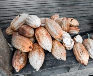 cacao-msmes-in-region-3-making-a-mark