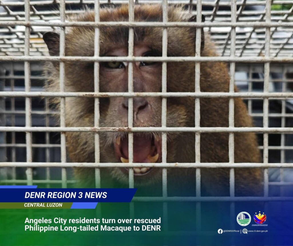 endangered-macaque-turned-over-to-denr