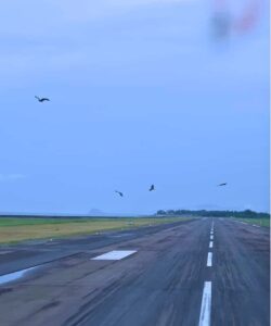 airasia-ph-collaborates-with-stakeholders-to-enhance-flight-safety-amid-bird-strike-prevalence