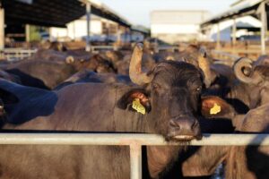 ph-carabao-center-strengthens-initiatives-to-boost-rural-livelihood