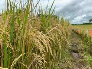 philrice-scientists-explore-silicon’s-role-in-strengthening-rice-against-lodging