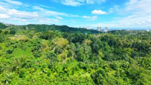 cong-pogi:-add-tree-planting-as-requirement-for-building-permits