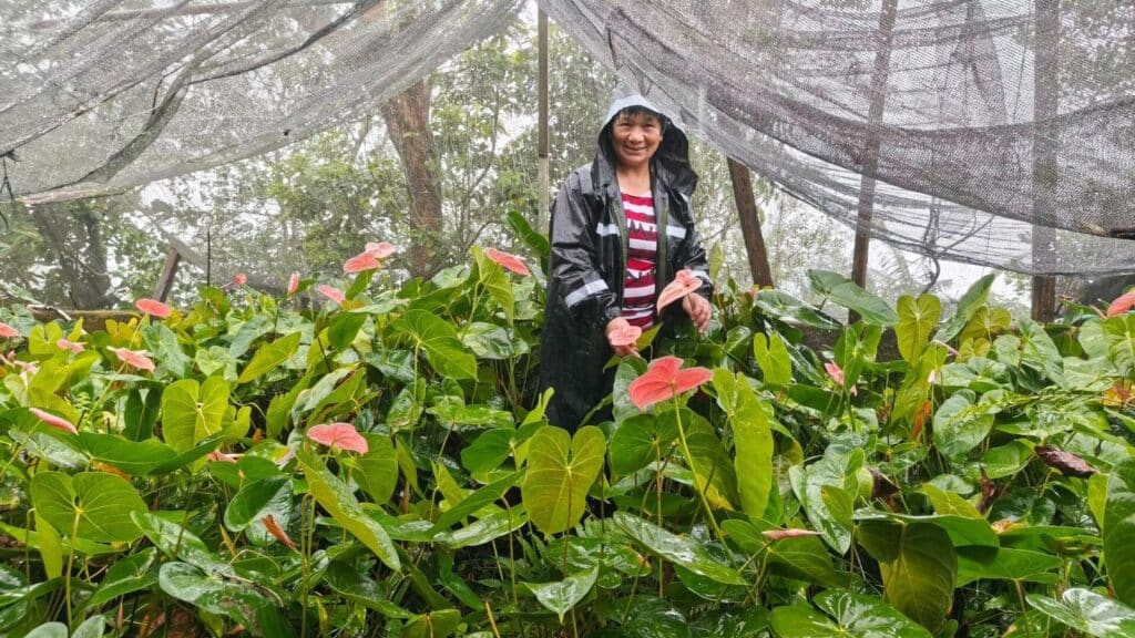 aboitiz-renewables-backs-local-flower-industry-in-benguet-through-royalty-shares 