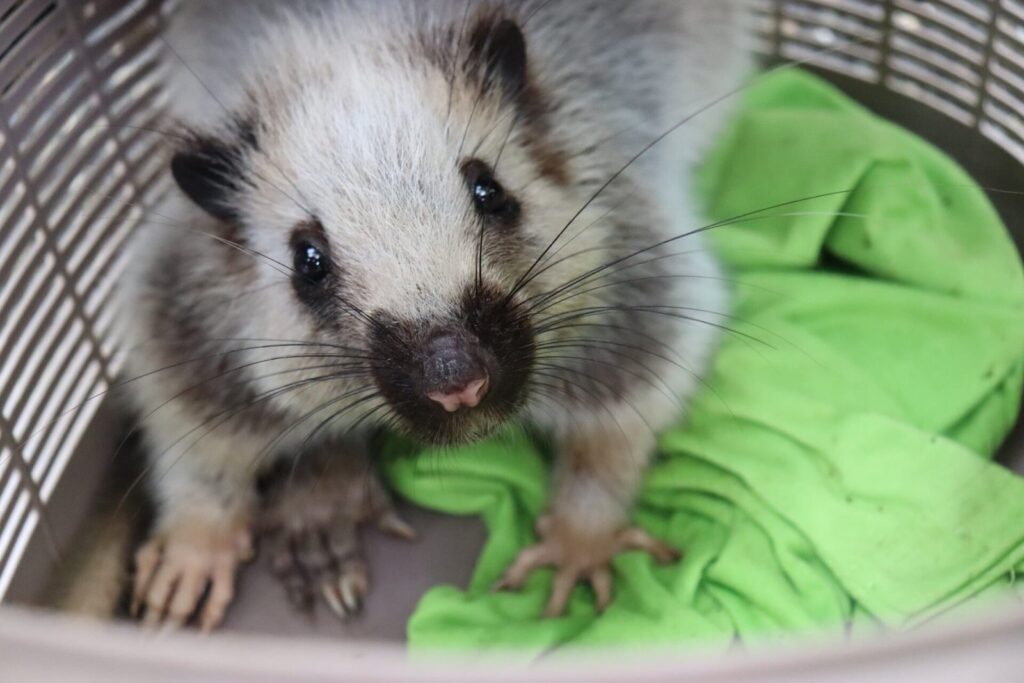 authorities-rescue-rare-endemic-rodent-in-aurora-town