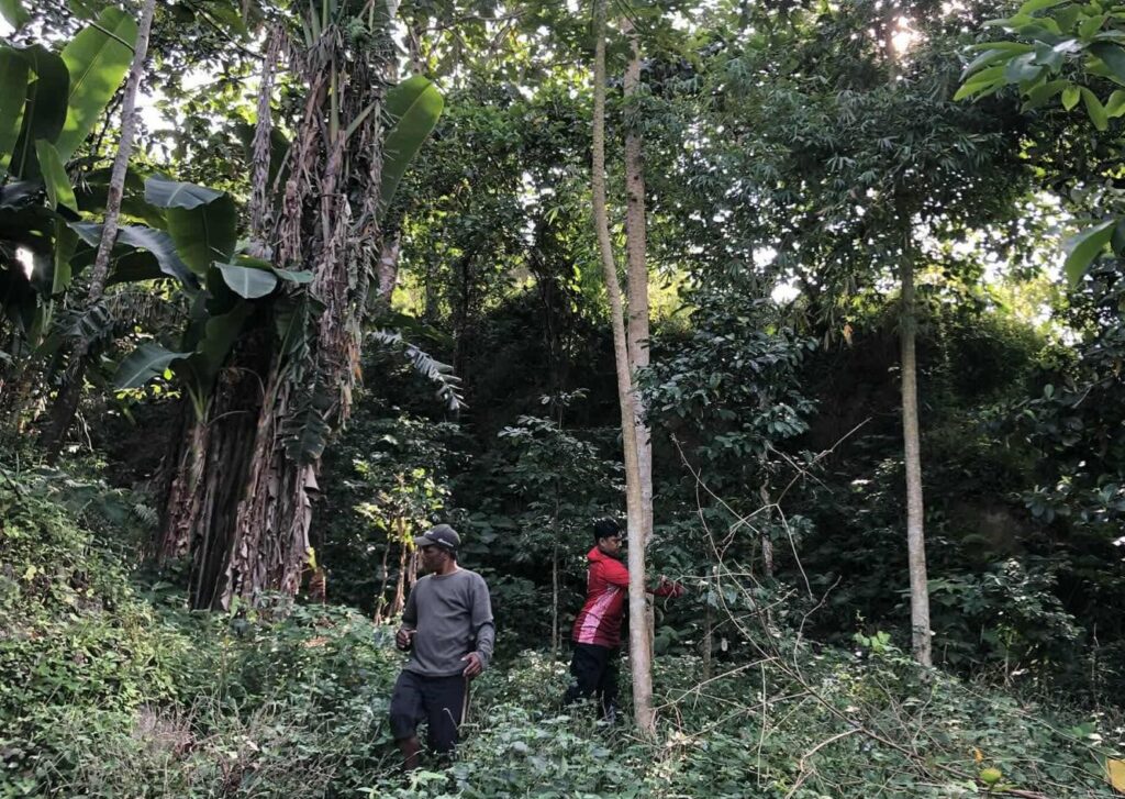 ac-geotags-trees-in-sapangbato-watershed