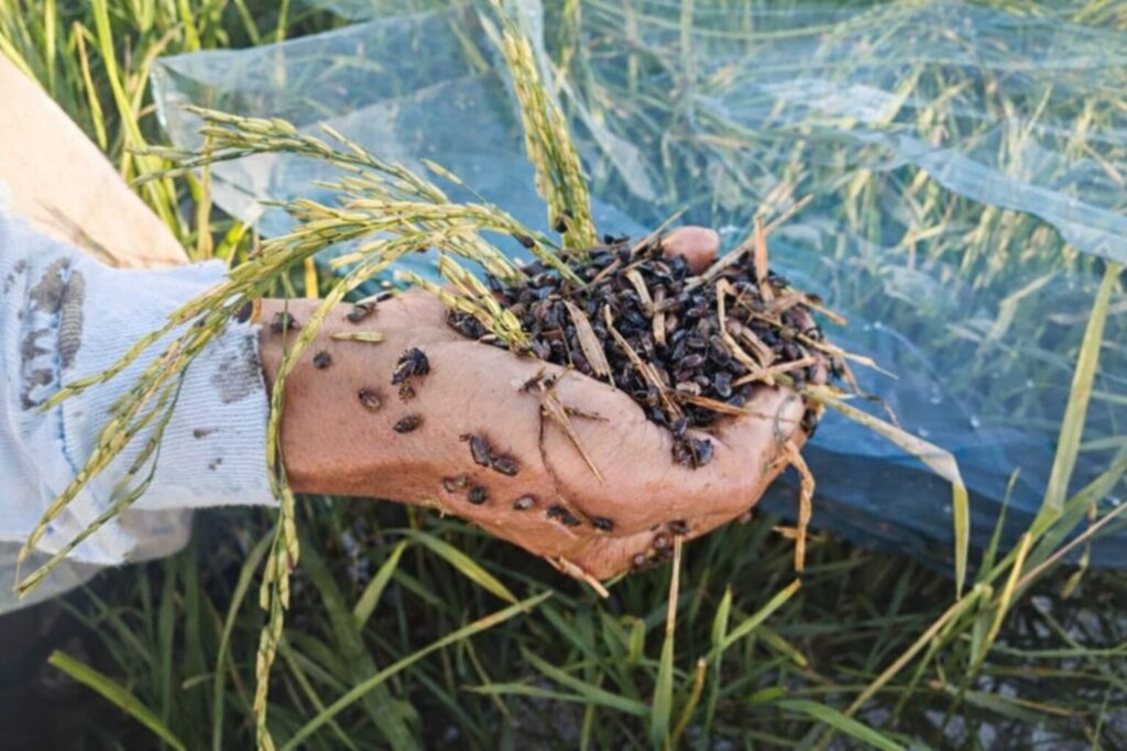 philrice-shares-practical-strategies-to-control-rice-black-bug