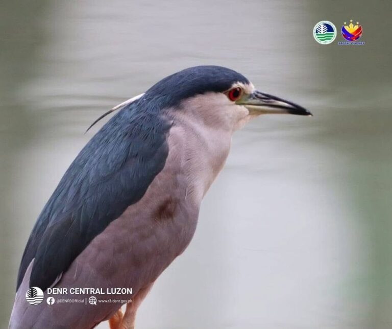 bataan-wetlands-host-over-8k-waterbirds,-highlighting-thriving-ecosystem