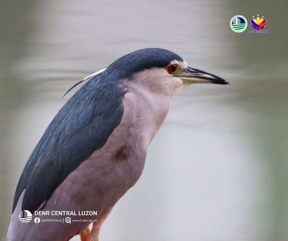 bataan-wetlands-host-over-8k-waterbirds,-highlighting-thriving-ecosystem