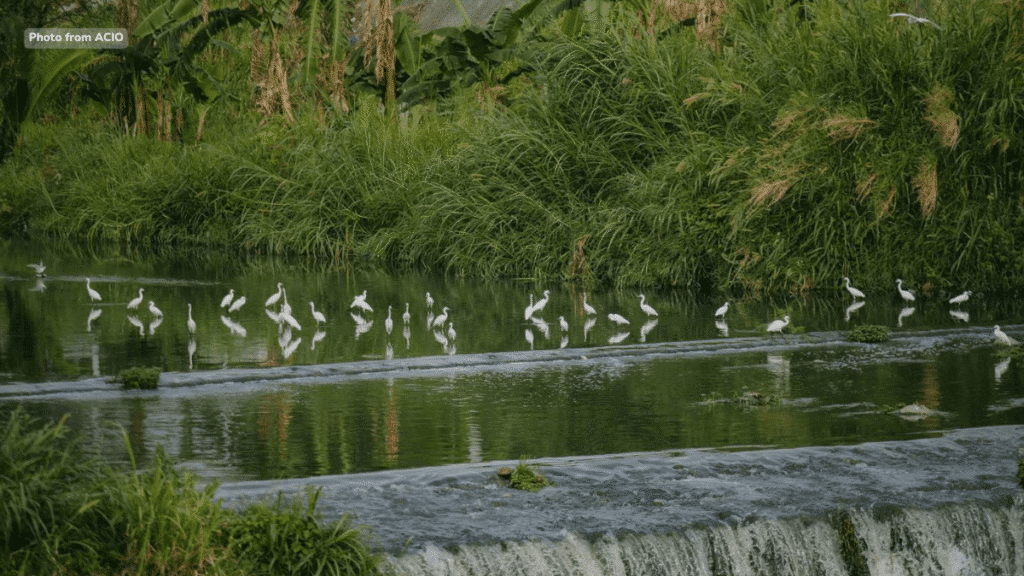 tubig-sa-abacan-river,-kontaminado;-panghuhuli-ng-migratory-birds-at-pangingisda,-ipinagbabawal