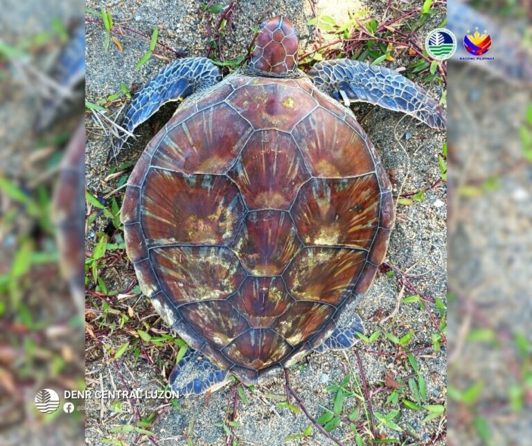 denr-urges-vigilance-among-aurora-coastal-communities-as-turtle-nesting-season-begins