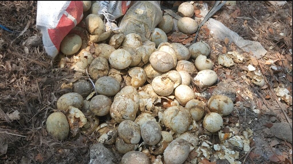 rotten-balut,-salted-eggs-dumped-due-to-losses-amid-fuel-crisis