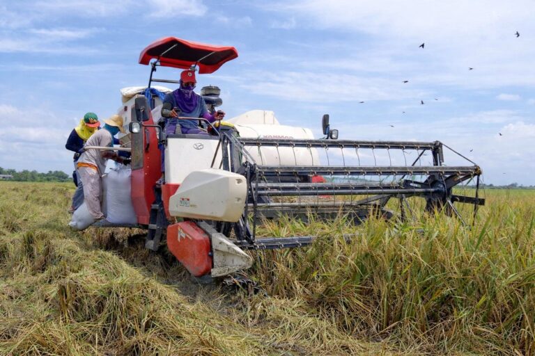 philrice-urges-proper-harvest-timing