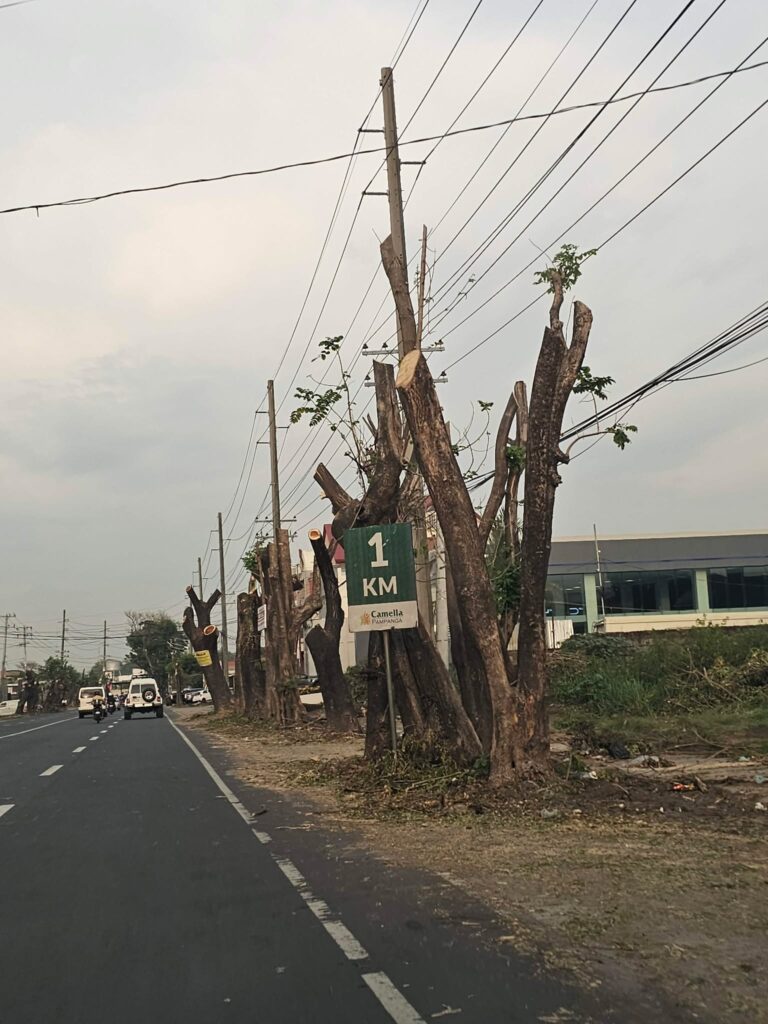 friendship-highway-trees:-pruning-saves,-mutilation-kills