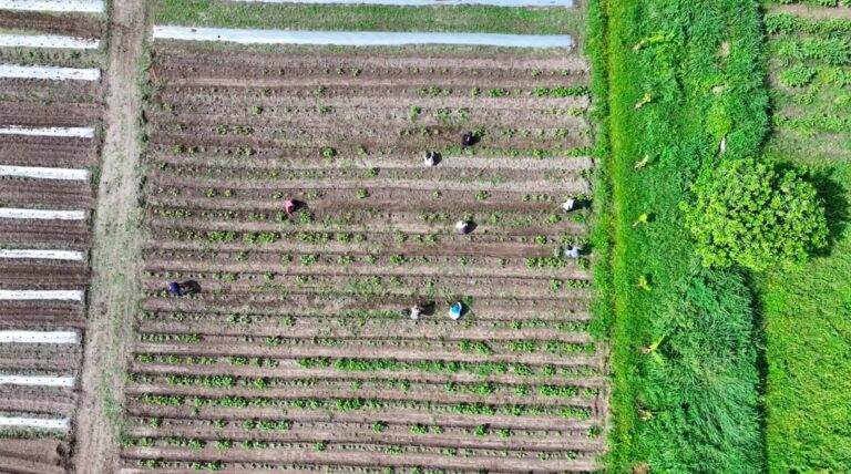 capitol-pushes-food-security-with-‘kabukiran’-project-in-clark 