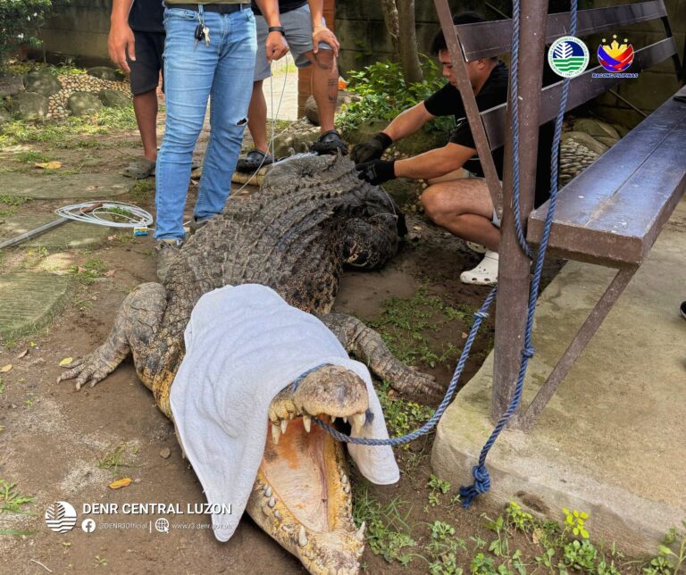 denr-rescues-saltwater-croc-in-pampanga,-secures-3-more-in-zambales 