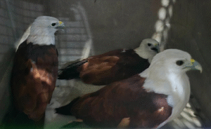 3-brahminy-kites-turned-over-to-denr,-released-in-biak-na-bato