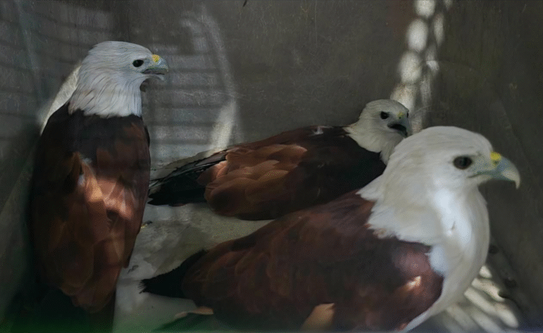 3-brahminy-kites-turned-over-to-denr,-released-in-biak-na-bato