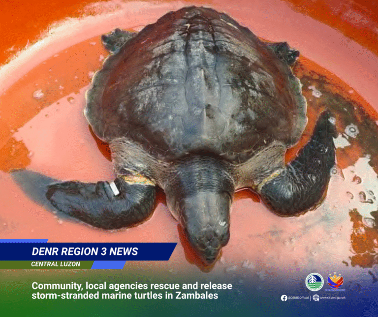 storm-stranded-marine-turtles-rescued-in-zambales