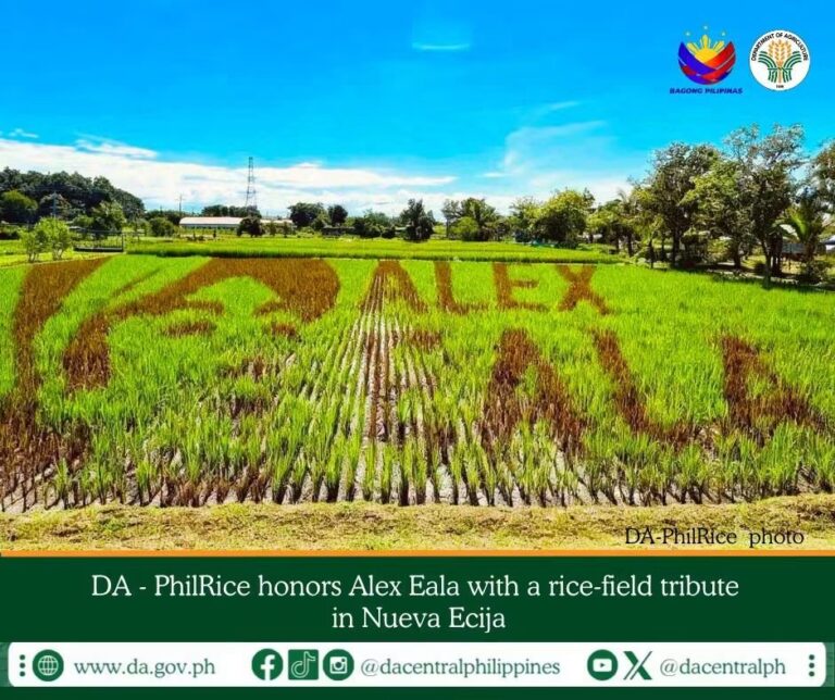 da-philrice-honors-alex-eala-with-ricefield-tribute-in-nueva-ecija