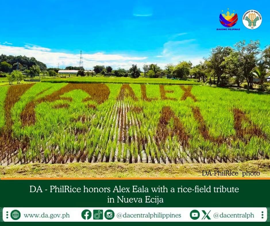da-philrice-honors-alex-eala-with-ricefield-tribute-in-nueva-ecija