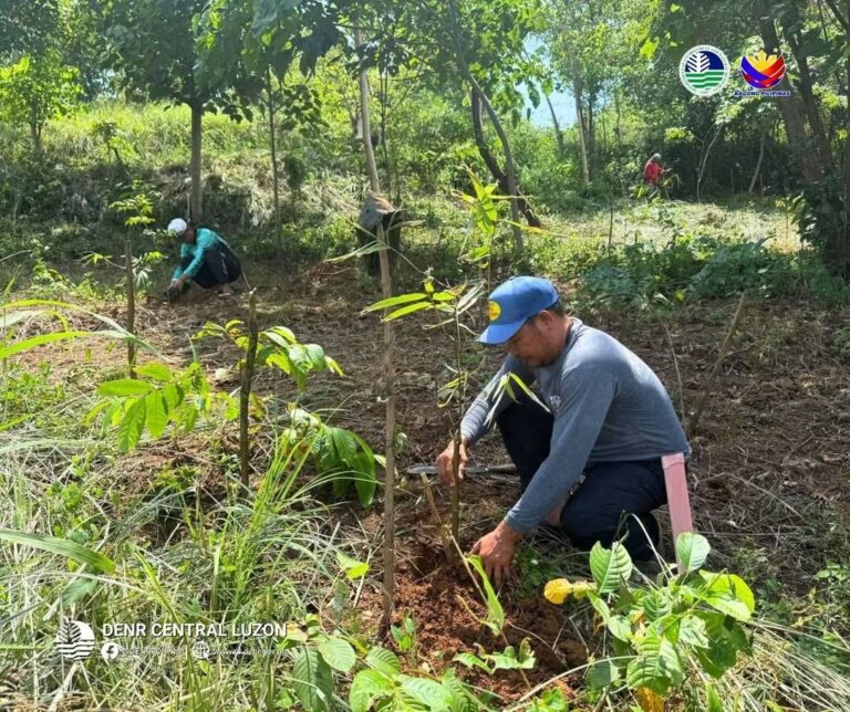 denr-promotes-bamboo-as-sustainable-resource-in-tarlac
