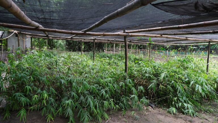 denr-turns-to-bamboo,-soil-conservation-to-help-farms-withstand-el-nino