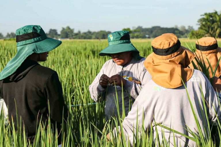 philrice-research-advances-rice-breeding-against-pests,-el-nino
