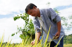 philrice-encourages-farmers-to-intensify-monitoring-rice-fields-against-four-pests